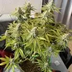 Grow 3 - Zamnesia - Photoperiodic