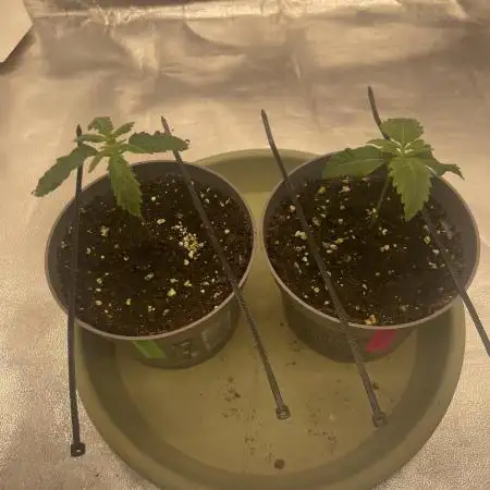 Grow 4 - Zamnesia - Photoperiodic - GER