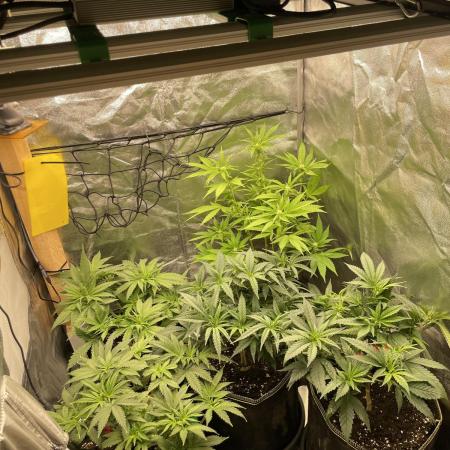 Grow 4 - Zamnesia - Photoperiodic - GER