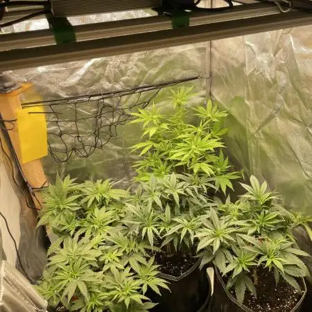 Grow 4 - Zamnesia - Photoperiodic - GER