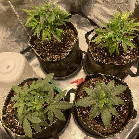 Grow 4 - Zamnesia - Photoperiodic - GER
