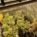 Grow 4 - Zamnesia - Photoperiodic - GER