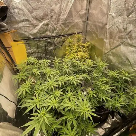 Grow 4 - Zamnesia - Photoperiodic - GER