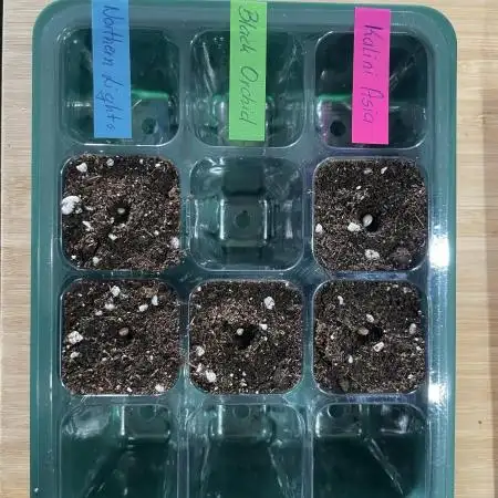 Grow 4 - Zamnesia - Photoperiodic - GER