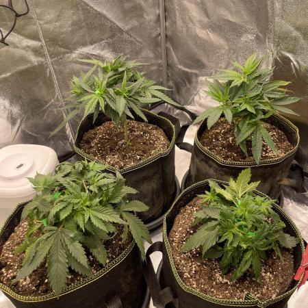 Grow 4 - Zamnesia - Photoperiodic - GER