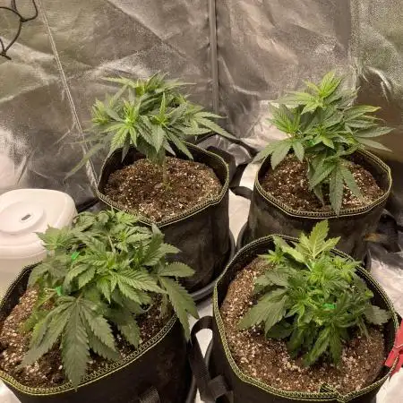 Grow 4 - Zamnesia - Photoperiodic - GER