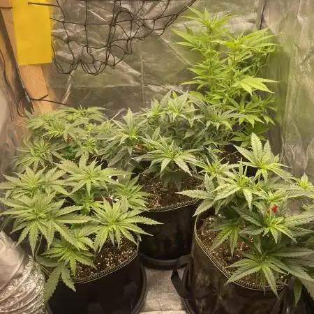 Grow 4 - Zamnesia - Photoperiodic - GER