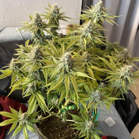 Grow 3 - Zamnesia - Photoperiodic