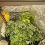 Grow 4 - Zamnesia - Photoperiodic - GER