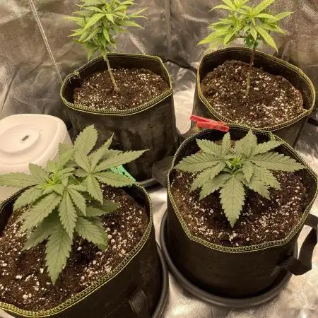 Grow 4 - Zamnesia - Photoperiodic - GER