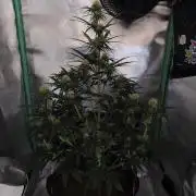 White Widow F1 Auto