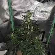 White Widow F1 Auto