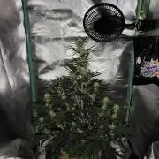 White Widow F1 Auto