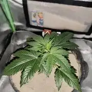 White Widow F1 Auto