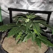 White Widow F1 Auto