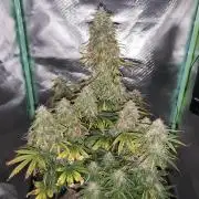 White Widow F1 Auto