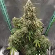 White Widow F1 Auto