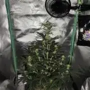 White Widow F1 Auto