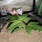 White Widow F1 Auto