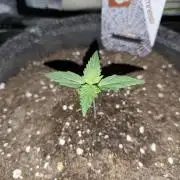 White Widow F1 Auto