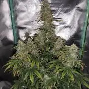 White Widow F1 Auto