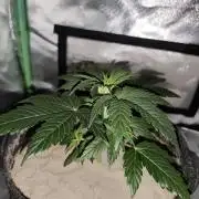 White Widow F1 Auto