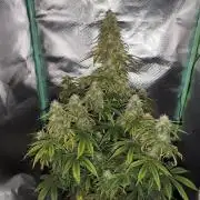 White Widow F1 Auto