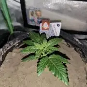 White Widow F1 Auto