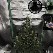 White Widow F1 Auto