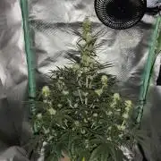 White Widow F1 Auto