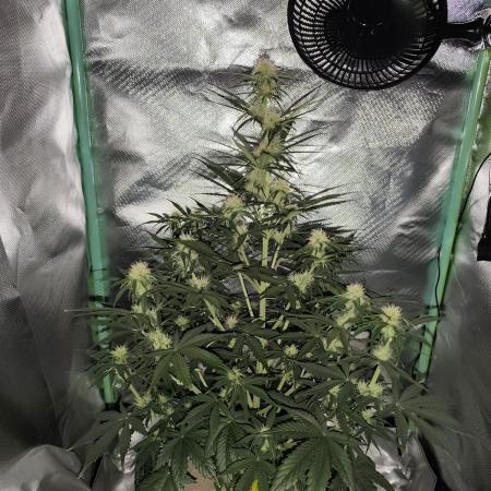 White Widow F1 Auto