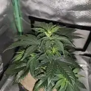 White Widow F1 Auto