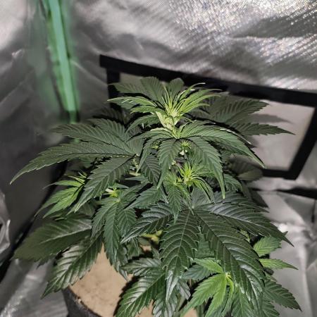 White Widow F1 Auto