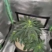 White Widow F1 Auto