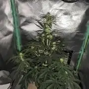 White Widow F1 Auto