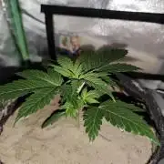 White Widow F1 Auto