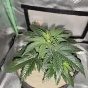 White Widow F1 Auto