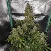 White Widow F1 Auto
