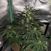 White Widow F1 Auto
