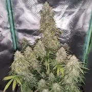 White Widow F1 Auto