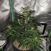 White Widow F1 Auto