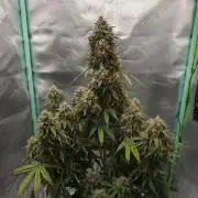 White Widow F1 Auto