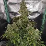 White Widow F1 Auto