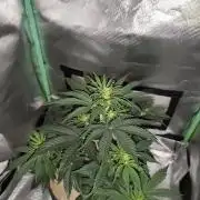 White Widow F1 Auto