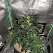White Widow F1 Auto