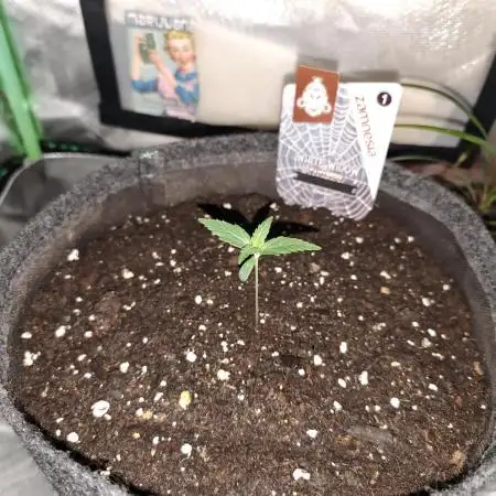 White Widow F1 Auto