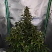 White Widow F1 Auto