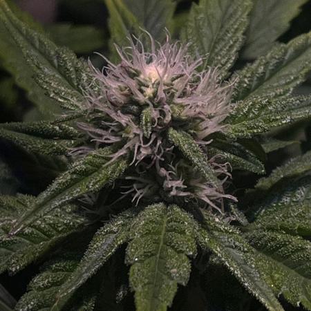 LivingSoil - Amensia Lemon