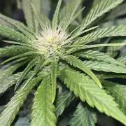 LivingSoil - Amensia Lemon