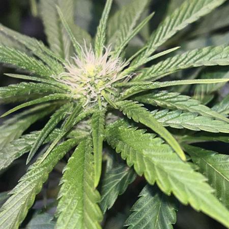 LivingSoil - Amensia Lemon